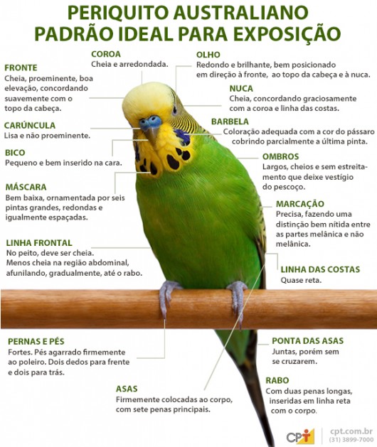 O periquito australiano padrão ideal para exposições O periquito australiano padrão ideal para exposições